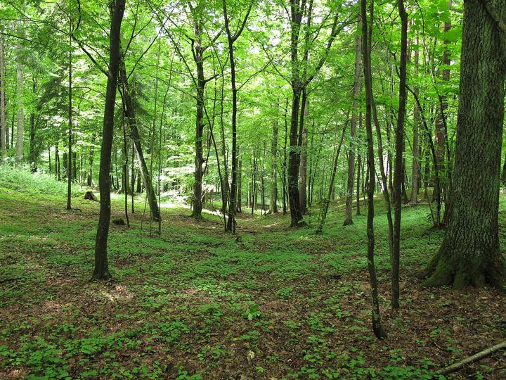 Puszcza Knyszyńska – lasy pod Białymstokiem