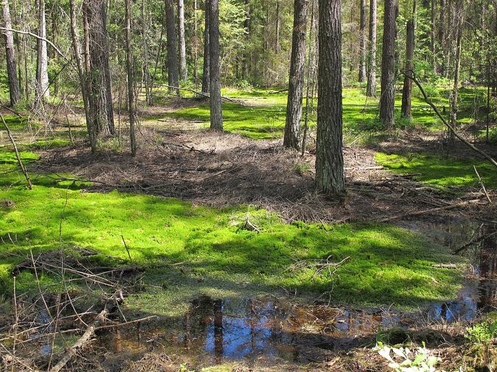 Puszcza Knyszyńska — Knyszyn Forest near DK65/DW686 intersection (podlaskie, Poland)