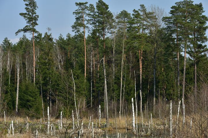 Puszcza Knyszyńska — Puszcza Knyszyńska przy drodze krajowe 65 (przy zbiegu z drogą nr 686)