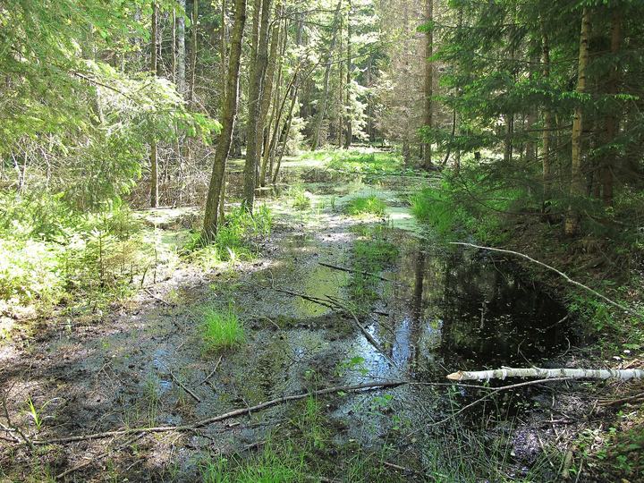 Puszcza Knyszyńska — Knysztyn Forest, nature reserve Las Cieliczański, Cieliczanka (fomerly Starzynka) river ba