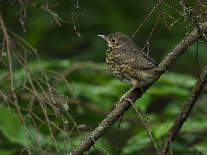 Puszcza Knyszyńska — Digiscoping with Swarovski ATM 80 HD 30 X, Panasonic DMC-GF1 + Lumix G 20mm F1.7 ASPH (Ada