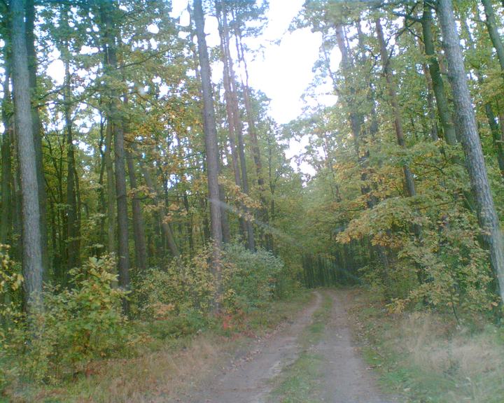 Puszcza Kozienicka — Puszcza Kozienicka