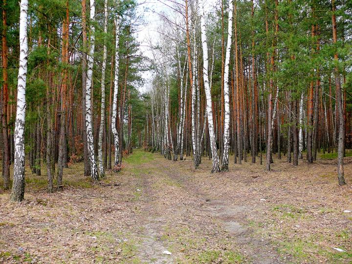 Puszcza Kozienicka — Puszcza Kozienicka