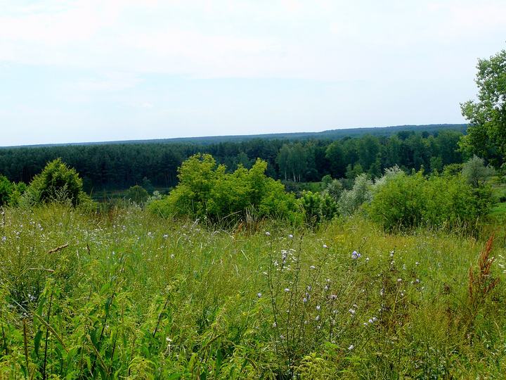 Puszcza Kozienicka — Puszcza Kozienicka