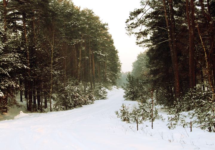 Puszcza Notecka rowerem — Puszcza Notecka, zima (Notecka Forest, winter)