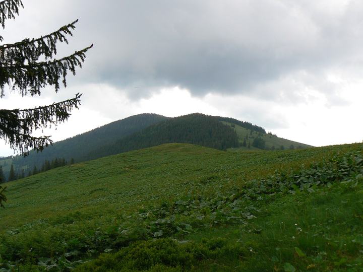 Romanka — Romanka widziana z Hali Pawlusiej