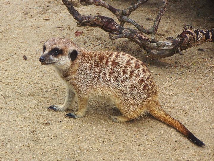 Śląski Ogród Zoologiczny w Chorzowie