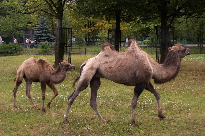Śląski Ogród Zoologiczny w Chorzowie — Camels in Silesian Zoological Garden in WPKiW (Chorzów, Poland).