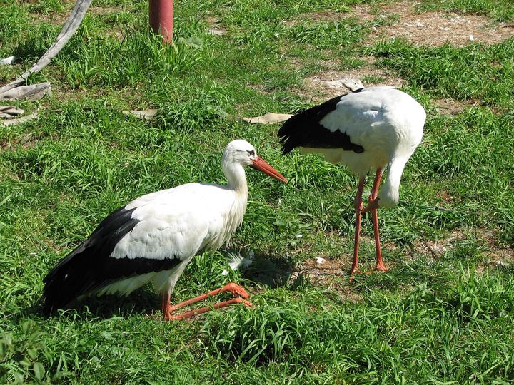 Śląski Ogród Zoologiczny w Chorzowie — Silesian Zoological Garden, Chorzów, Poland
