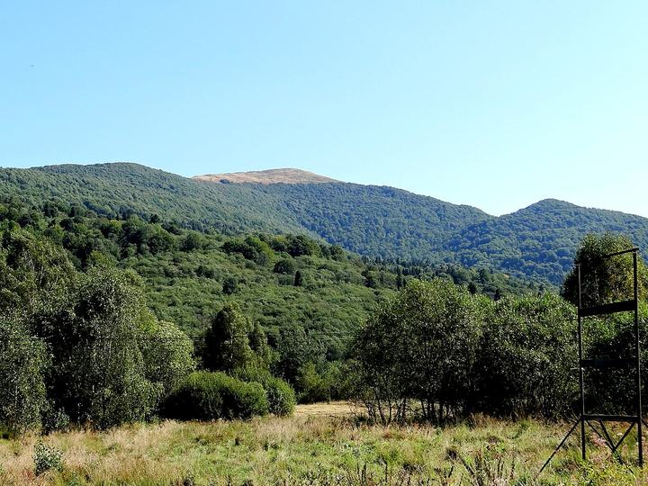 Smerek z Wetliny — Bieszczady. Smerek 1222