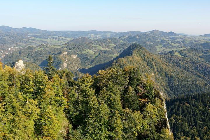 Sokolica w Pieninach i reliktowa sosna