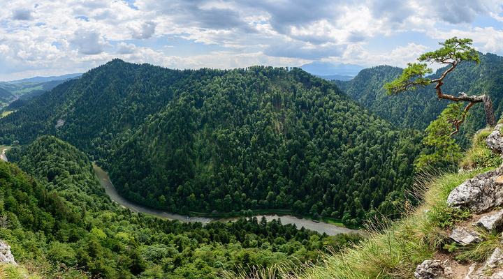 Sokolica w Pieninach i reliktowa sosna — This is a photography of protected area with CRFOP ID