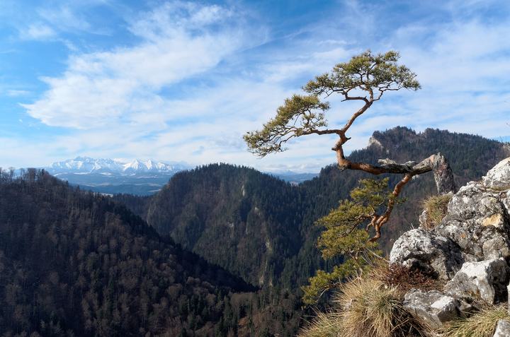Sokolica w Pieninach i reliktowa sosna — View from Sokolica towards Tatra Mountains