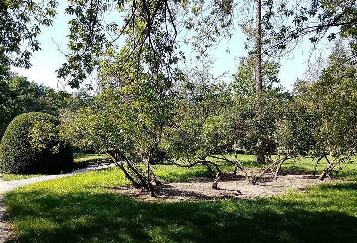 Spała i Inowłódz — Park Prezydentów II Rzeczypospolitej (Spała) - roślinność