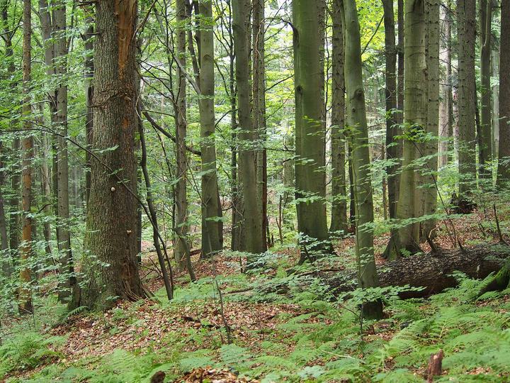 Święty Krzyż i Łysica — Abies alba and Fagus sylvatica forest on Łysica, Świętokrzyski National Park, Poland.