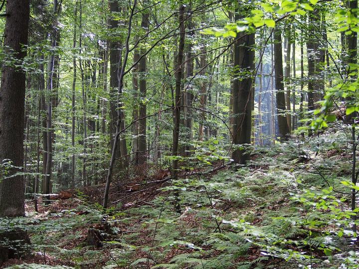Święty Krzyż i Łysica — Abies alba and Fagus sylvatica forest on Łysica, Świętokrzyski National Park, Poland.