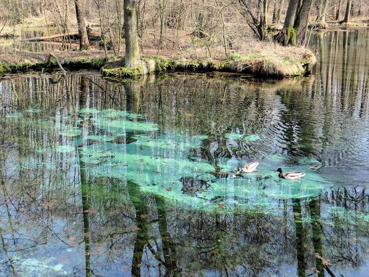Tomaszów Mazowiecki — Blue Sources Nature Reserve in Tomaszow Mazowiecki