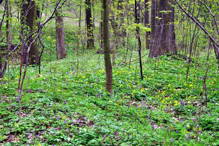 Wąwóz Myśliborski i park Chełmy — Wąwóz Myśliborski w wiosennej szacie