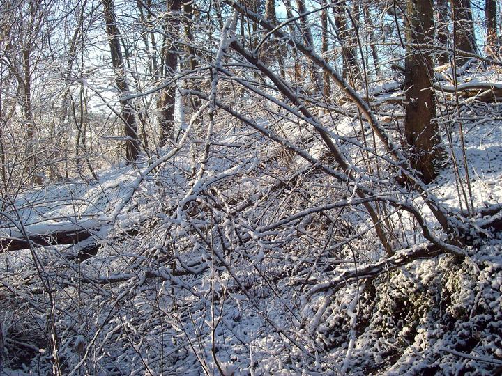 Wielkopolski Park Narodowy — Wielkopolska National Park in the winter, Puszczykowo Mountains reservation