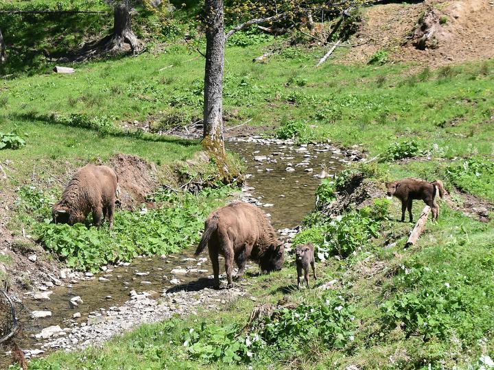 Zagroda Żubrów w Mucznem – Bieszczady