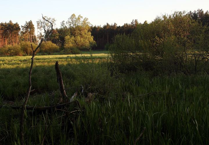 Załęcze — Załęczański Park Krajobrazowy - użytek ekologiczny Wronia Woda