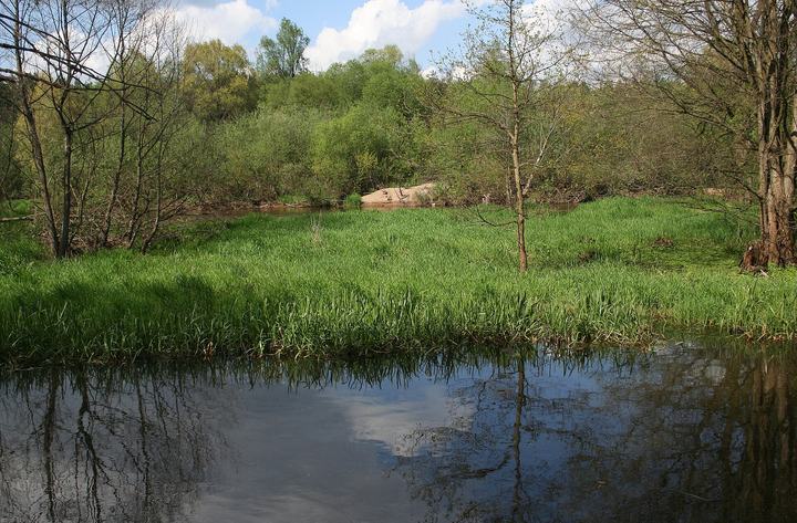 Załęcze — Załęczański Park Krajobrazowy: starorzecze Warty w pobliżu miejscowości Bobrowniki