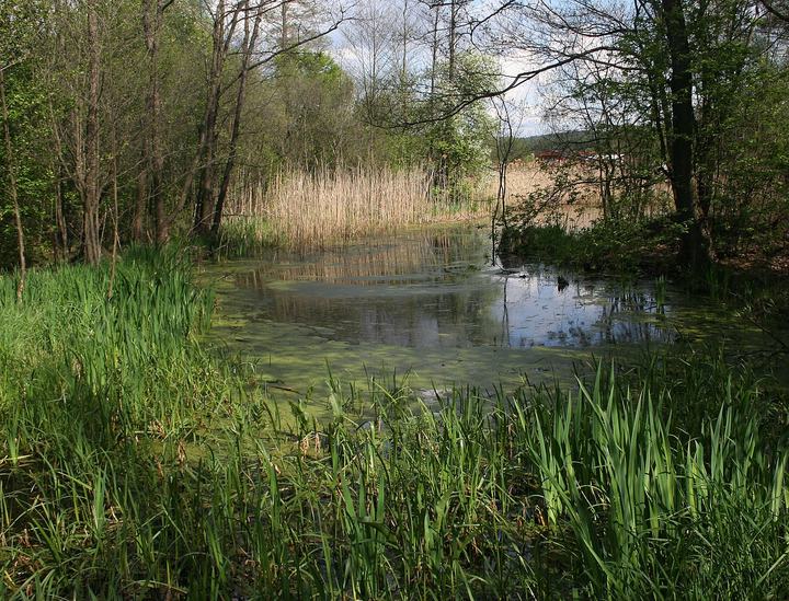 Załęcze — Załęczański Park Krajobrazowy: starorzecze Warty w pobliżu miejscowości Bobrowniki