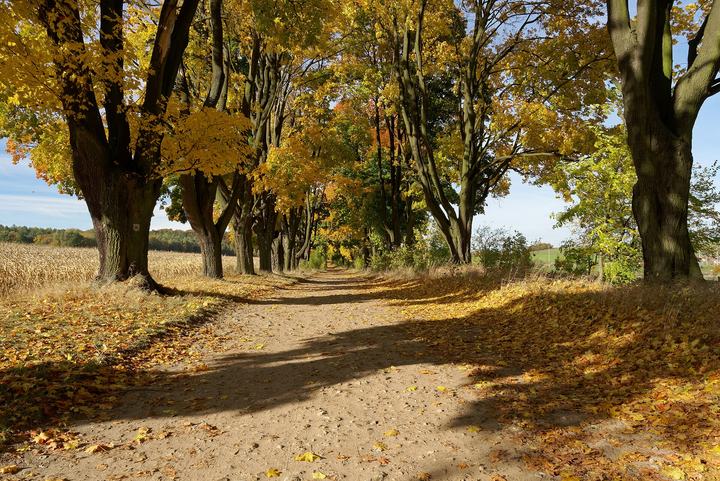 Złoty Potok — Alley of maple trees, Złoty Potok, Silesian Voivodeship, Poland