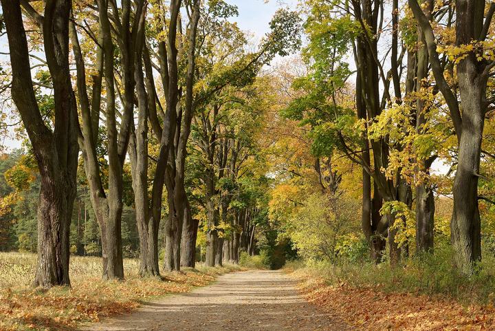 Złoty Potok — Alley of maple trees, Złoty Potok, Silesian Voivodeship, Poland