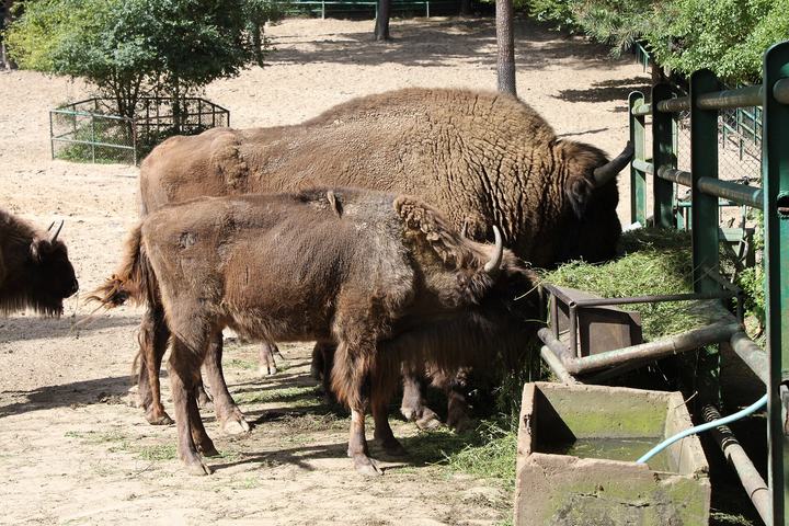 Zoo w Gdańsku Oliwie