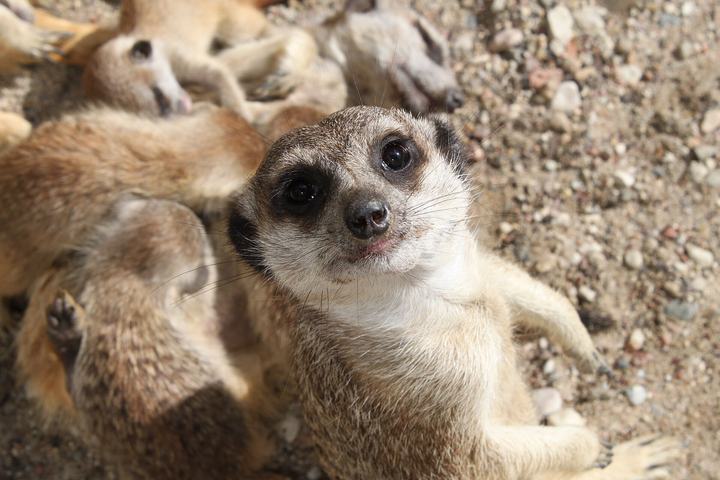 Zoo w Gdańsku Oliwie — Meerkat ( Suricata suricatta ) in Oliwa Zoo in Gdańsk , Poland.