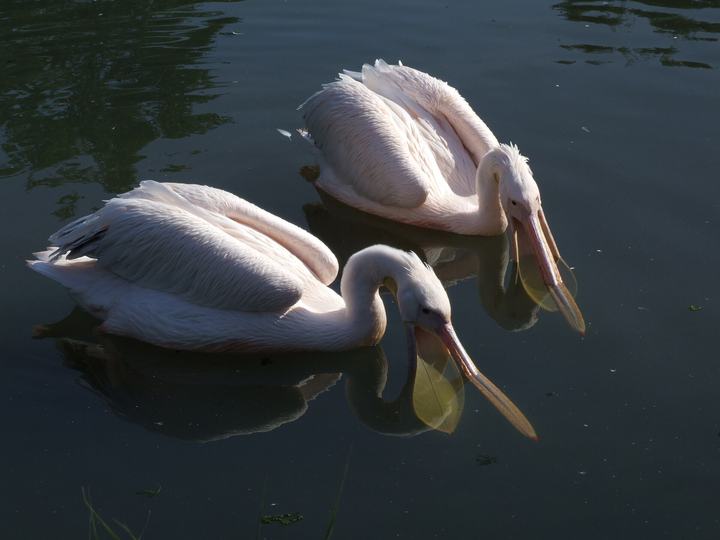 Zoo w Opolu na wyspie Bolko — Pelecanus onocrotalus in Zoo Opole