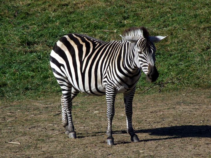 Zoo w Opolu na wyspie Bolko — Equus quagga granti - Zoo Opole