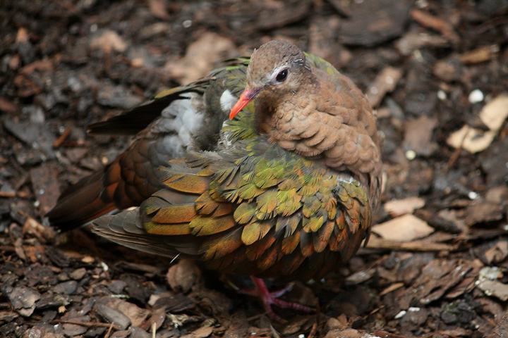 Zoo w Płocku nad Wisłą — Emerald Dove ( Chalcophaps indica ) in zoological garden in Plock