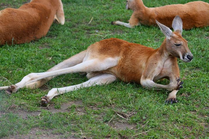 Zoo w Płocku nad Wisłą — Red Kangaroo ( Macropus rufus ) in zoological garden in Plock.