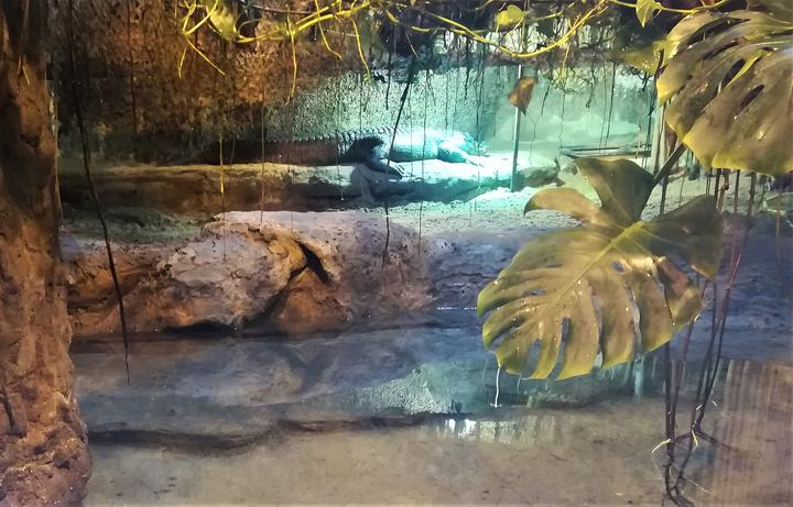 Zoo w Płocku nad Wisłą — Aligator Marta, który grał w filmie Hydrozagadka. ZOO Płock.